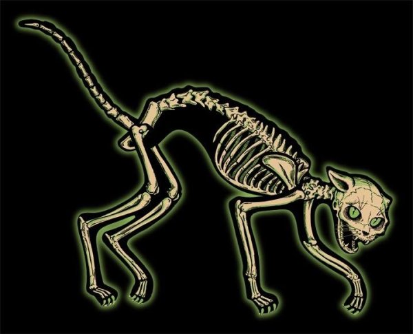 Скелет кошки арт