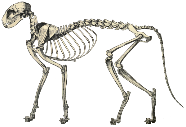Скелет кошки вид спереди