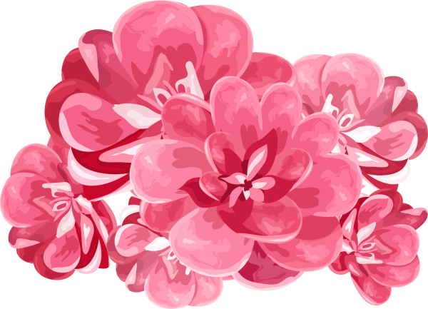 Розовые цветы на прозрачном фоне