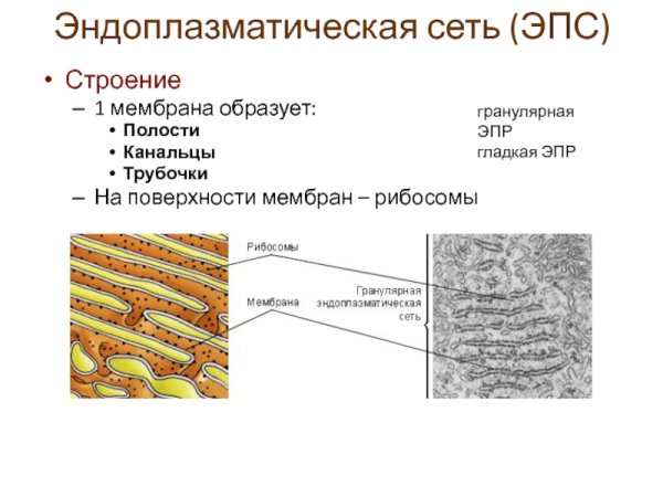 Гранулярная ЭПС строение