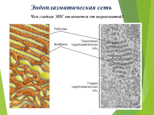 Гранулярная эндоплазматическая сеть