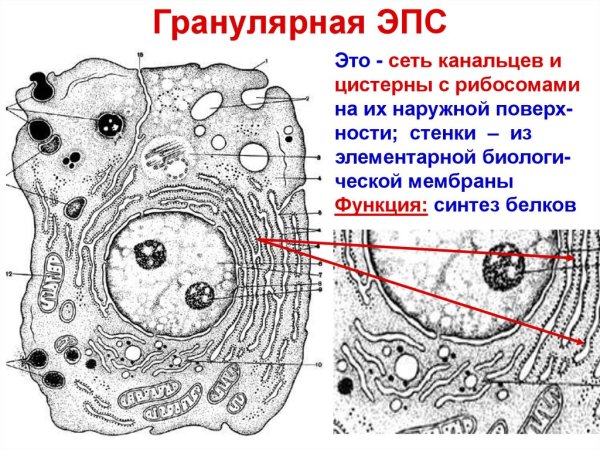 Гранулярная ЭПС