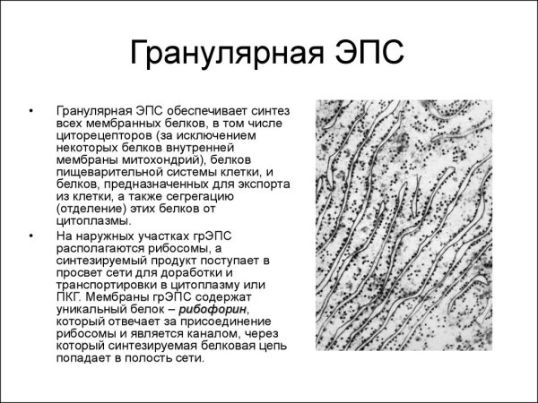Гранулярная эндоплазматическая сеть строение