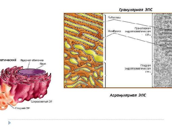 Гранулярная и агранулярная ЭПС
