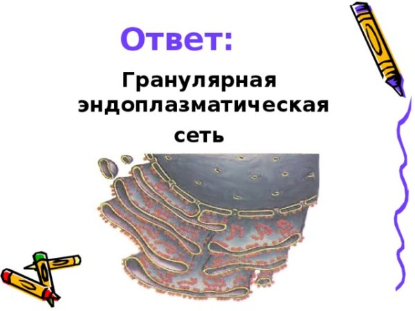 Схема строения эндоплазматической сети