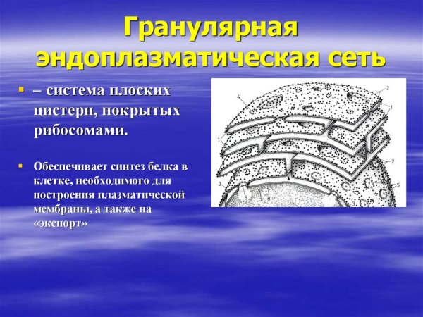 Гранулярная ЭПС