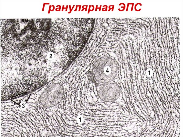 Электронная микрофотография - гладкая эндоплазматическая сеть.