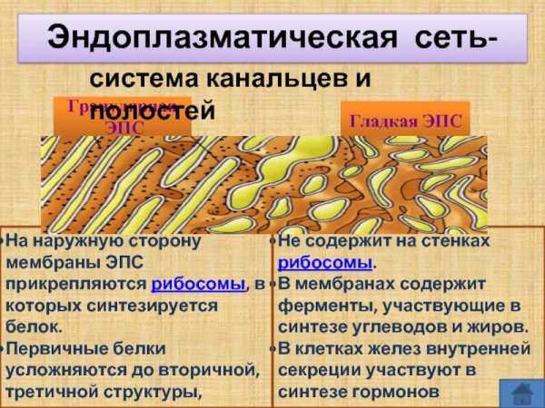 Шероховатая эндоплазматическая сеть функции