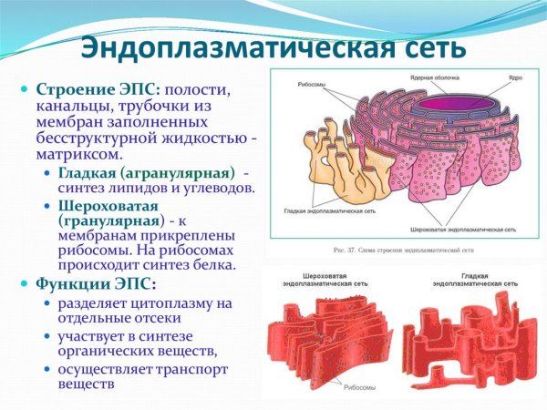Агранулярная эндоплазматическая сеть функции