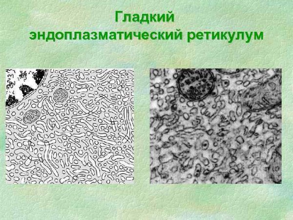 Гладкий эндоплазматический ретикулум