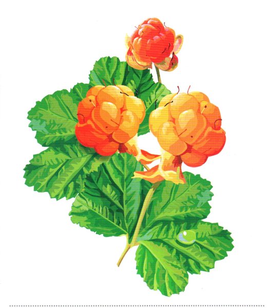 Морошка ягода для детей