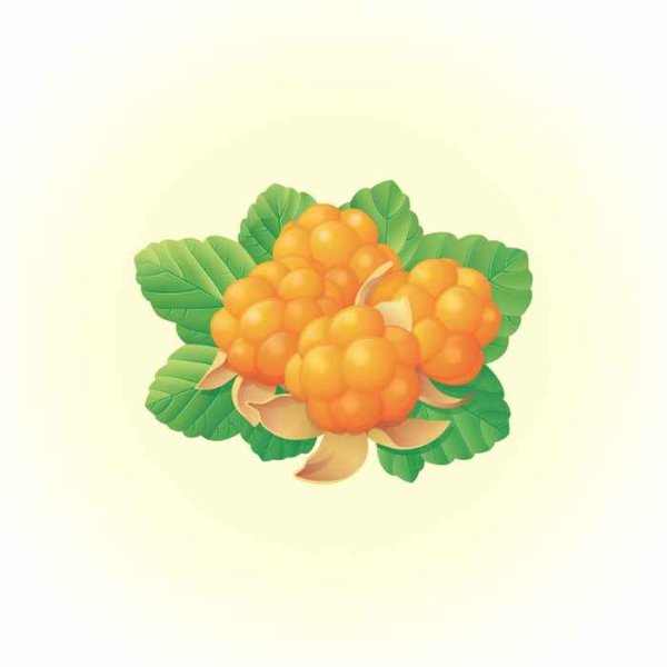 Морошка ягода