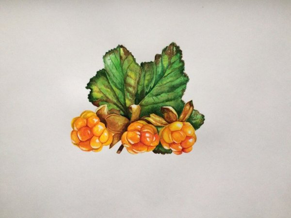 Морошка Ботаническая иллюстрация