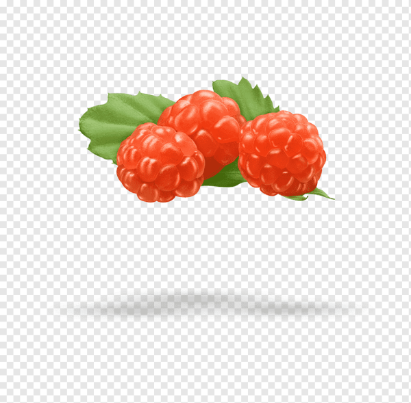 Морошка ягода вектор