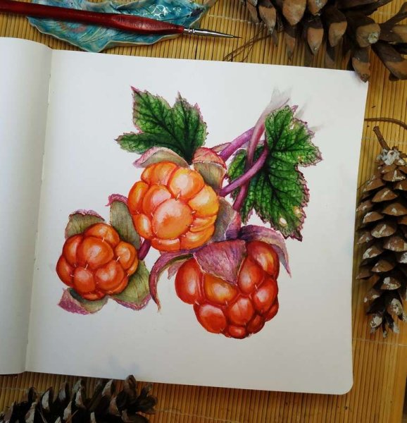 Морошка ягода акварель