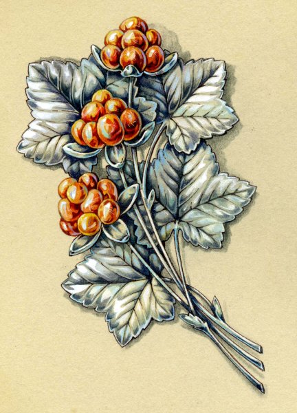 Морошка гравюра