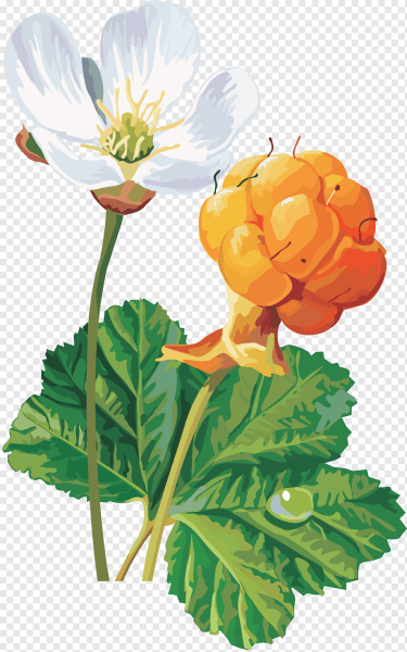 Морошка ягода