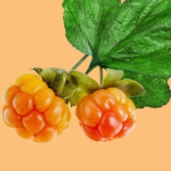 Чашелистики морошки