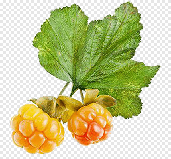 Сушеная Морошка