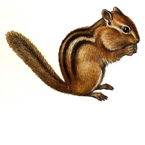 Бурундук для детей