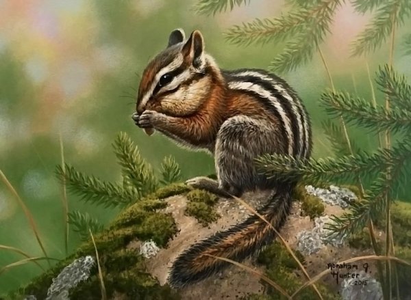 Бурундук для детей