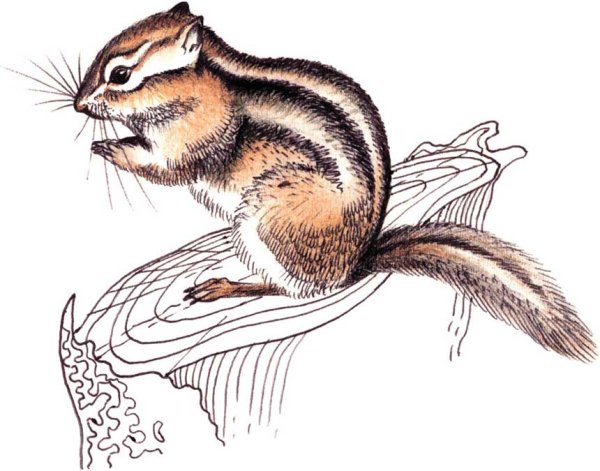 Нарисовать бурундука