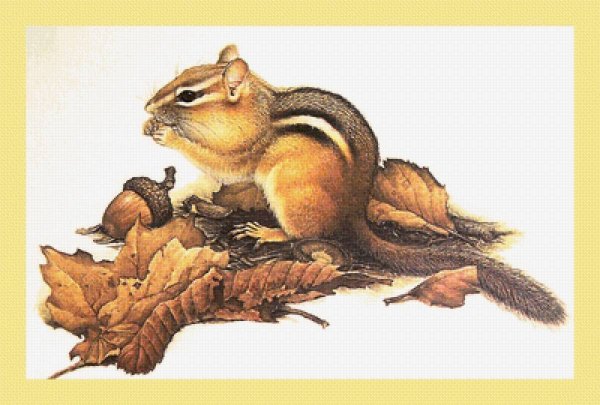 Бурундук цветными карандашами