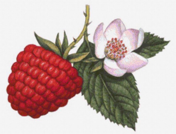 Малина на веточке вектор