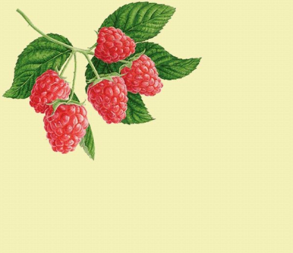 Ветка малины вектор