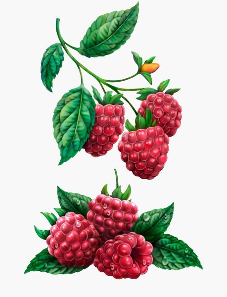 Куст малины акварель