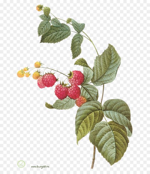 Кусты малины мультяшные