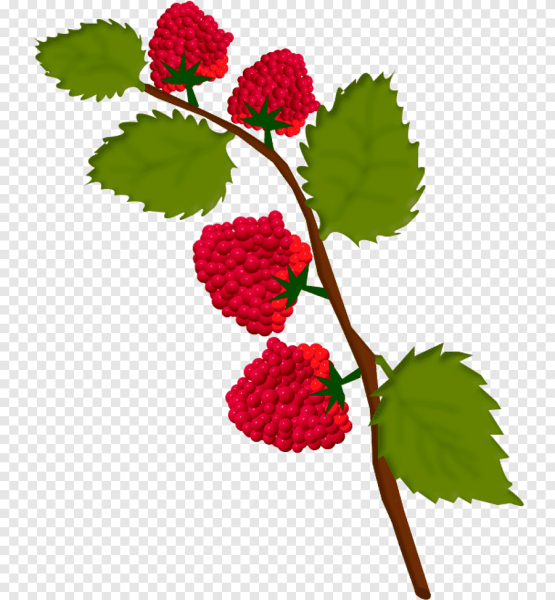 Винсент Женнеро Ботаническая акварель