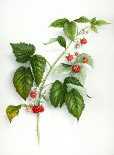 Ветка малины вектор