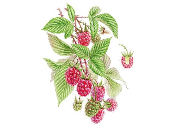 Малина рисунок