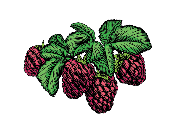 Ветка малины на прозрачном фоне