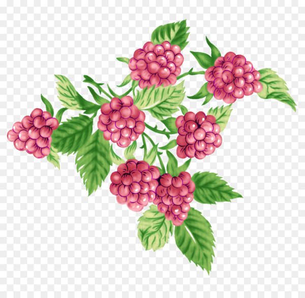 Малина акварель