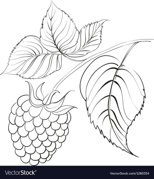 Куст малины раскраска