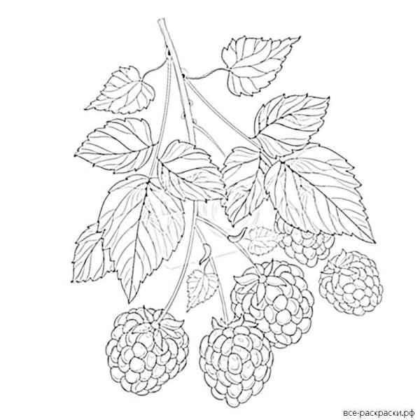 Ботаническая иллюстрация малина обыкновенная
