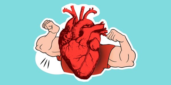 Сердце спортсмена