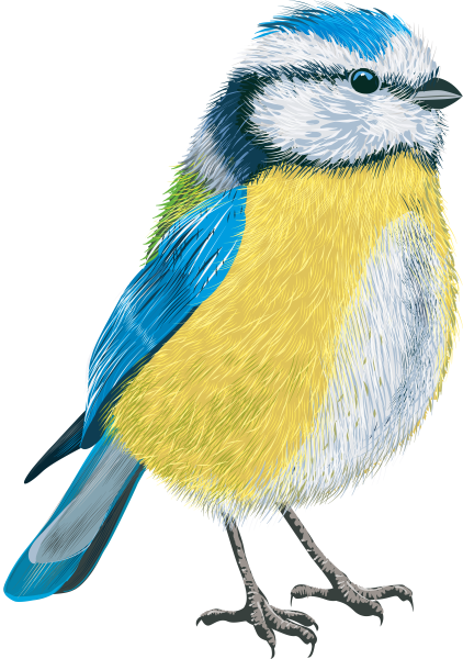 Синичка рисунок