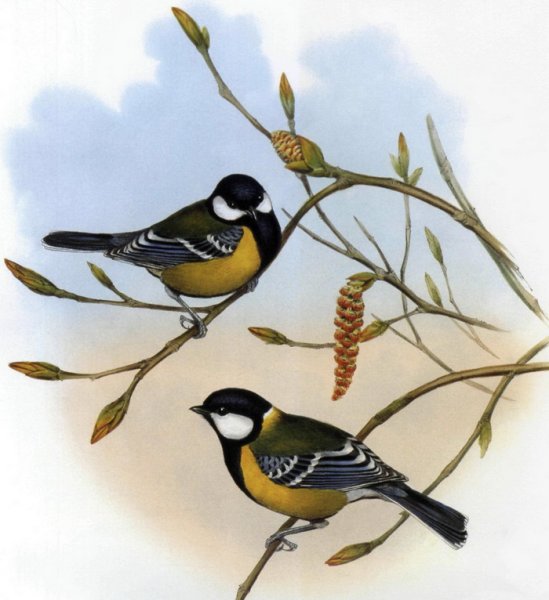 Синичка на ветке для детей