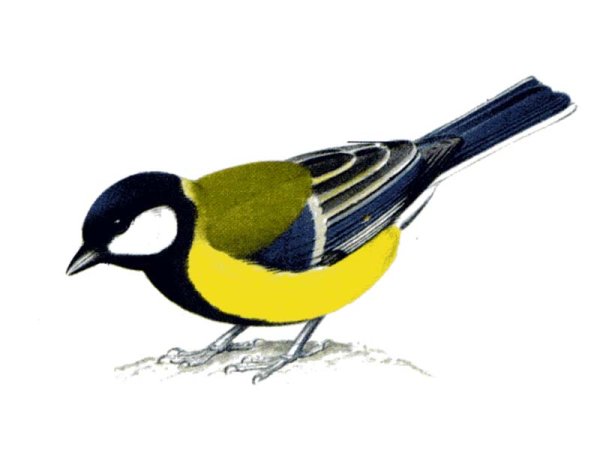 Зимующие птицы для дошкольников синица