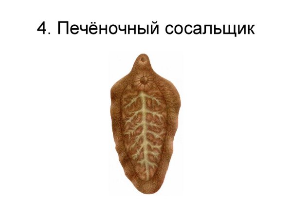 Сосальщики плоские черви рисунок