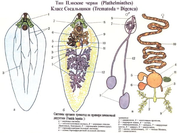 Половая система печеночного сосальщика схема