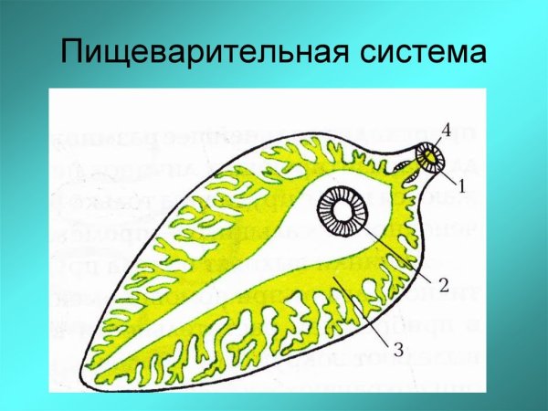 Пишеварительная система печеночного сосальщика