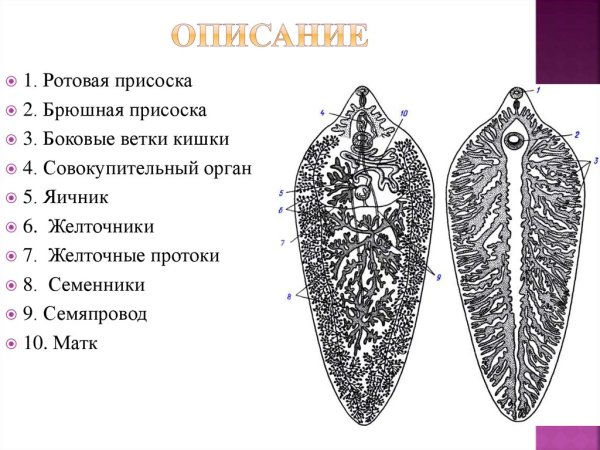Печеночный сосальщик ротовая присоска