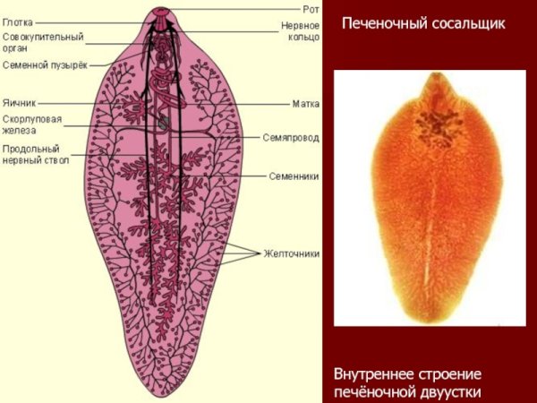 Печеночный сосальщик фасциола строение