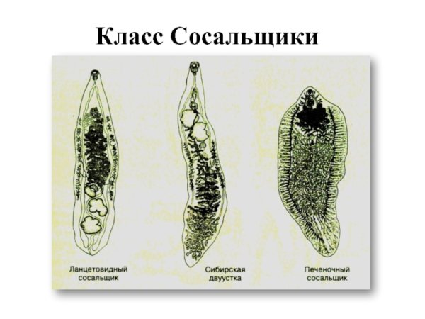 Черви-сосальщики – трематоды.