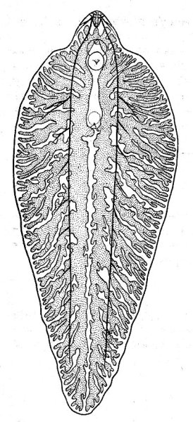 Печеночный сосальщик строение