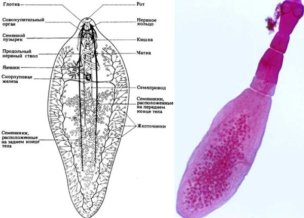 Печёночный Сосальщие Тотальный препарат